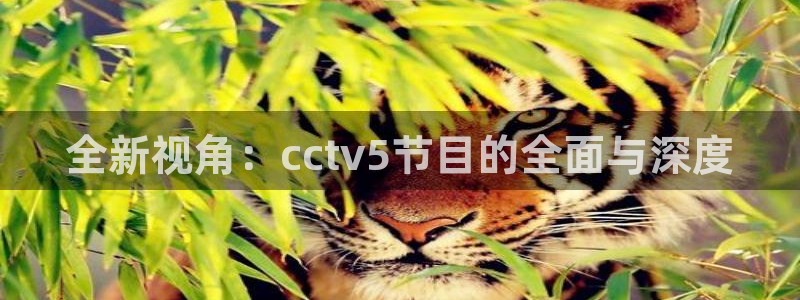 nba so米直播：全新视角：cctv5节目的全面与深度